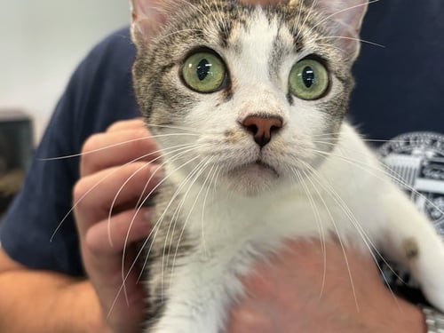 MISSY BLUE - Domestic Short Hair available for adoption