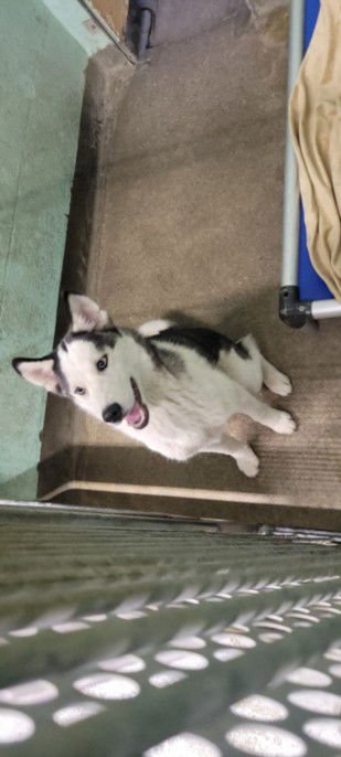 VIVIENNE - Siberian Husky available for adoption