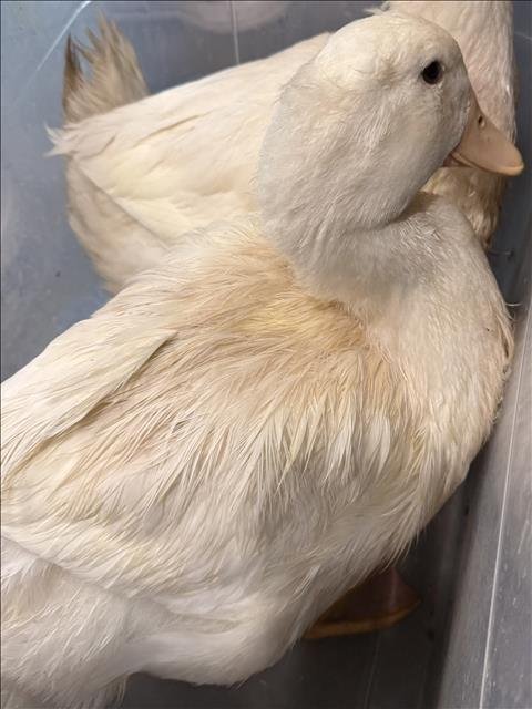 FRECKLES - Duck available for adoption