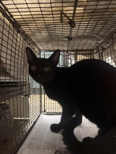 BELL - Domestic Short Hair available for adoption