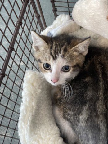 JAKE - Domestic Short Hair available for adoption