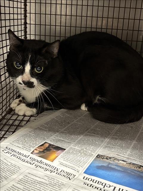 BOO - Domestic Short Hair for adoption in Santa Clarita