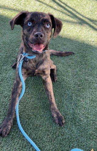 KOBE - Catahoula Leopard Dog available for adoption