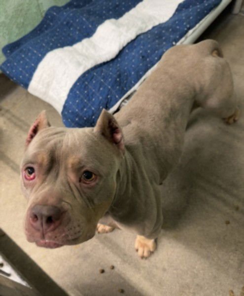 PICKLES - Staffordshire Bull Terrier / English Bulldog available for adoption