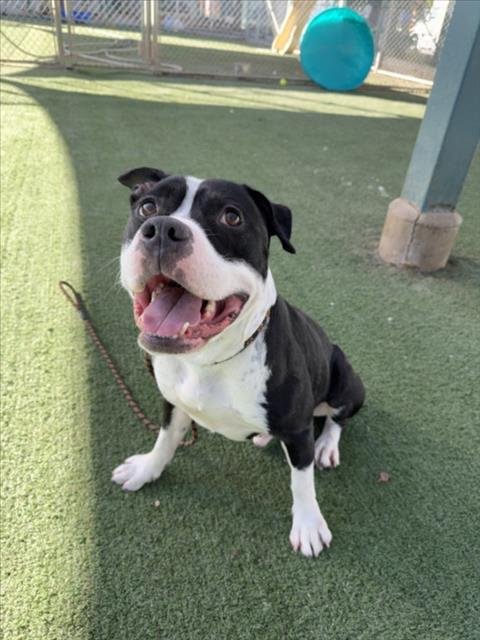 BANDIT - Pit Bull Terrier available for adoption