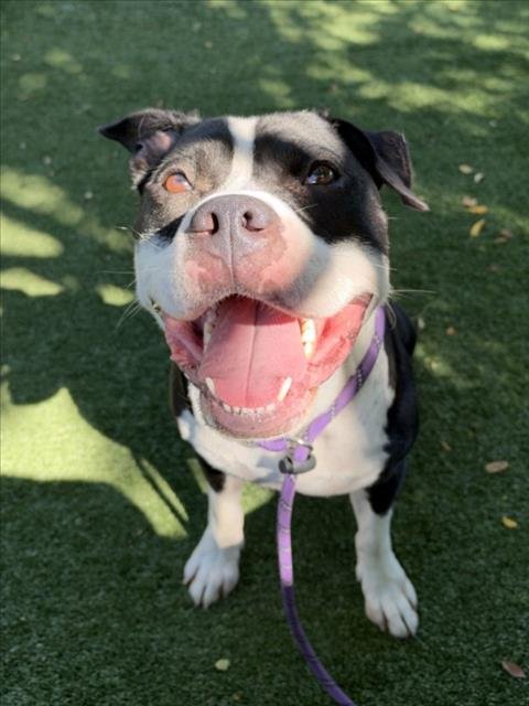 BANDIT - Pit Bull Terrier available for adoption