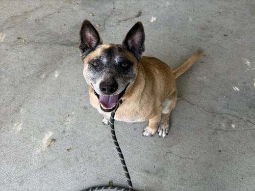 RINGO - German Shepherd Dog available for adoption