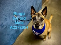 RINGO - Photo 1