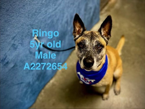 RINGO - German Shepherd Dog for adoption in Santa Clarita