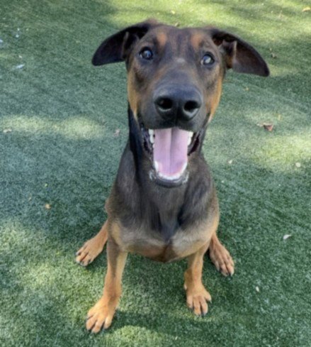 LUCKY - Doberman Pinscher / Belgian Shepherd Malinois available for adoption