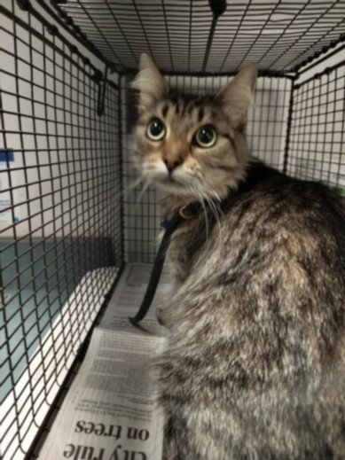 DELILAH - Domestic Medium Hair available for adoption
