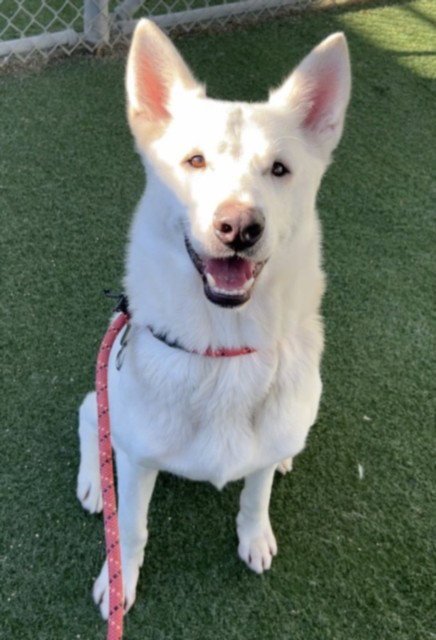 STITCH - Samoyed / Siberian Husky available for adoption