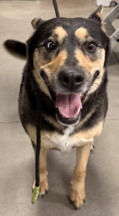 PEPPER - Australian Kelpie available for adoption