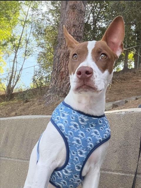 ANGIE - Rat Terrier available for adoption