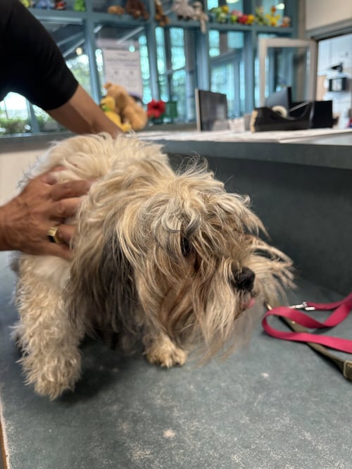 A2301642 - Poodle (Miniature) available for adoption