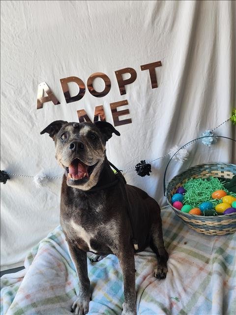 SHEBA - Pit Bull Terrier for adoption in Santa Clarita