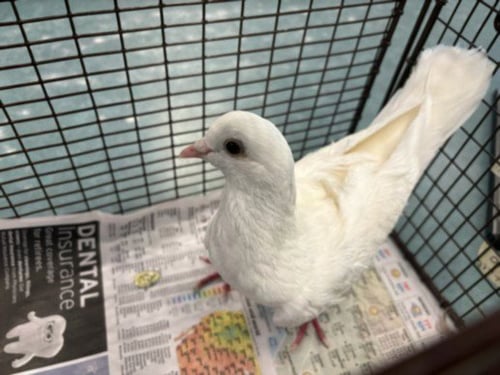 ASPEN - Pigeon available for adoption