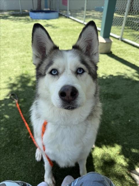 CANELA - Siberian Husky available for adoption