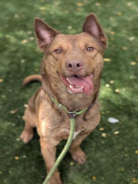 CHESTER - Australian Kelpie available for adoption