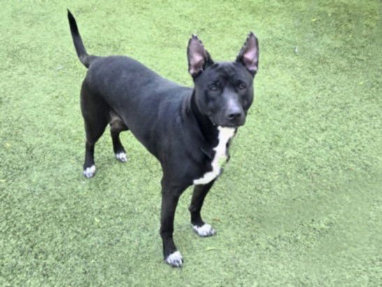 BETSY - Pit Bull Terrier available for adoption