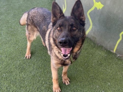 FELINA - German Shepherd Dog available for adoption