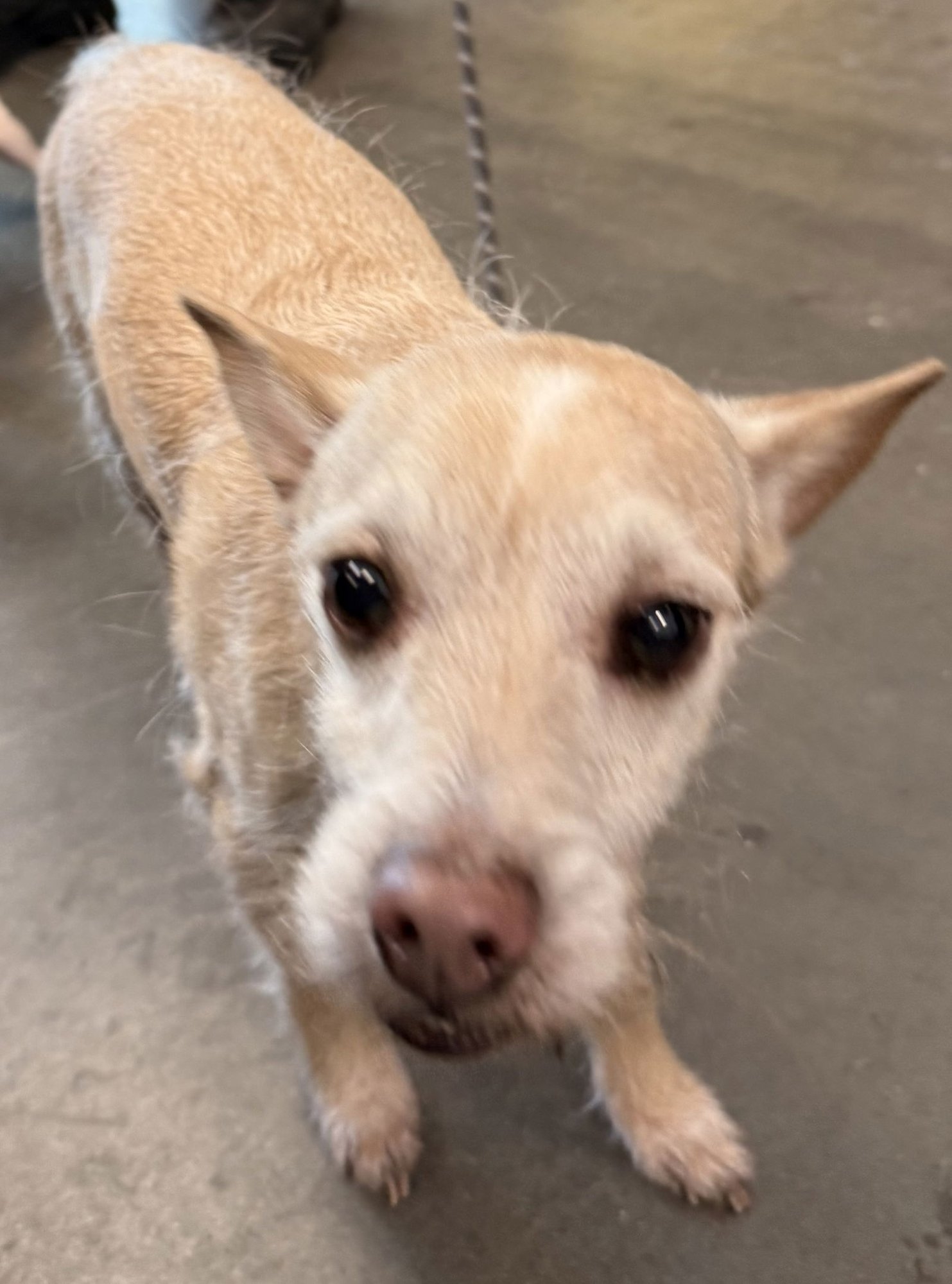 BRO - Chihuahua available for adoption