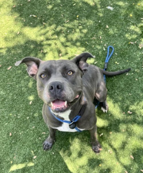 MAYA - Pit Bull Terrier available for adoption