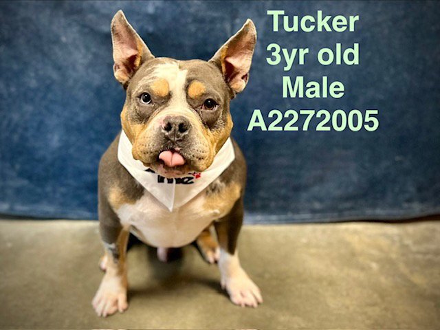 TUCKER Image