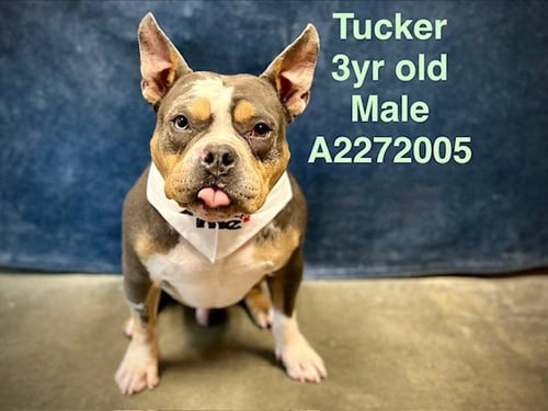 TUCKER - American Pit Bull Terrier available for adoption