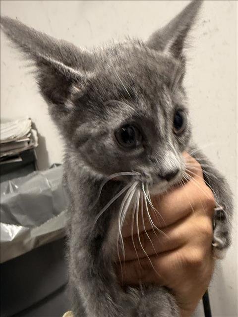A2285223 - Domestic Short Hair available for adoption
