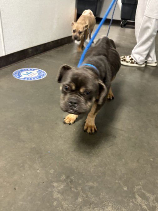 VIRGINIA - French Bulldog available for adoption