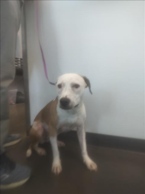 ZILLI - Staffordshire Bull Terrier available for adoption