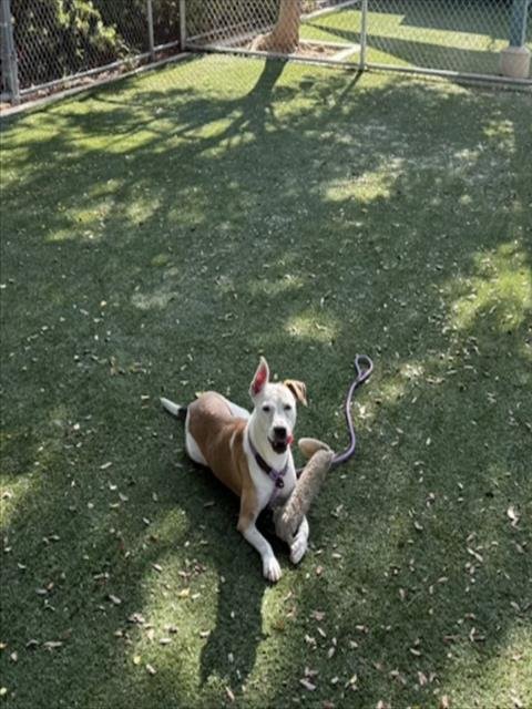 ZILLI - Staffordshire Bull Terrier for adoption in Santa Clarita