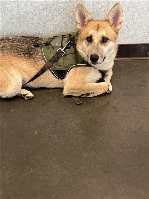 BALBOA - German Shepherd Dog / Siberian Husky available for adoption