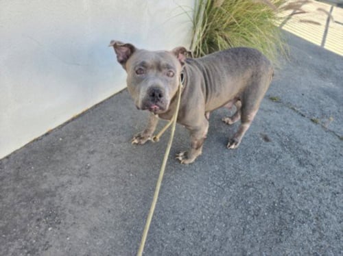 CHANGA - Pit Bull Terrier available for adoption