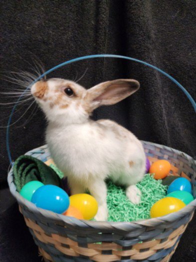 TOAST - Shorthaired Rabbit available for adoption