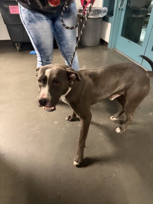 WALDO - Pit Bull Terrier available for adoption