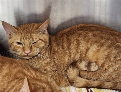 MAPLE - Domestic Short Hair for adoption in Santa Clarita