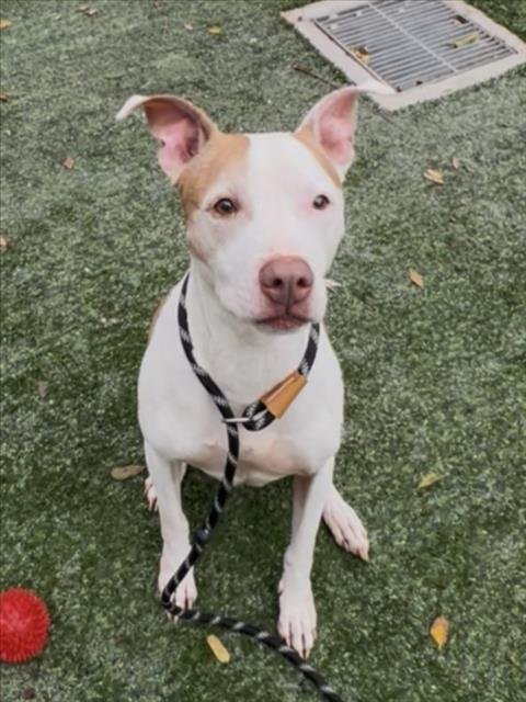BLANCA - Pit Bull Terrier available for adoption