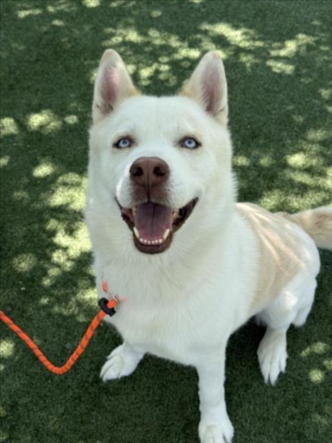WUERO - Husky for adoption in Santa Clarita