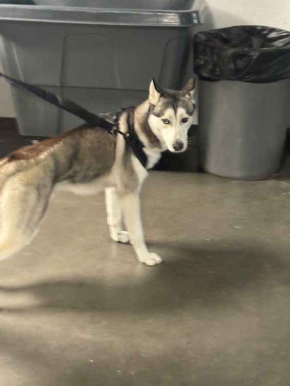 VINNY - Siberian Husky available for adoption