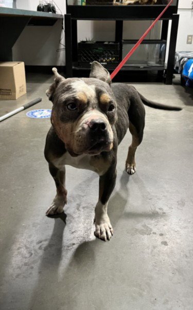 TUCKER - American Pit Bull Terrier available for adoption