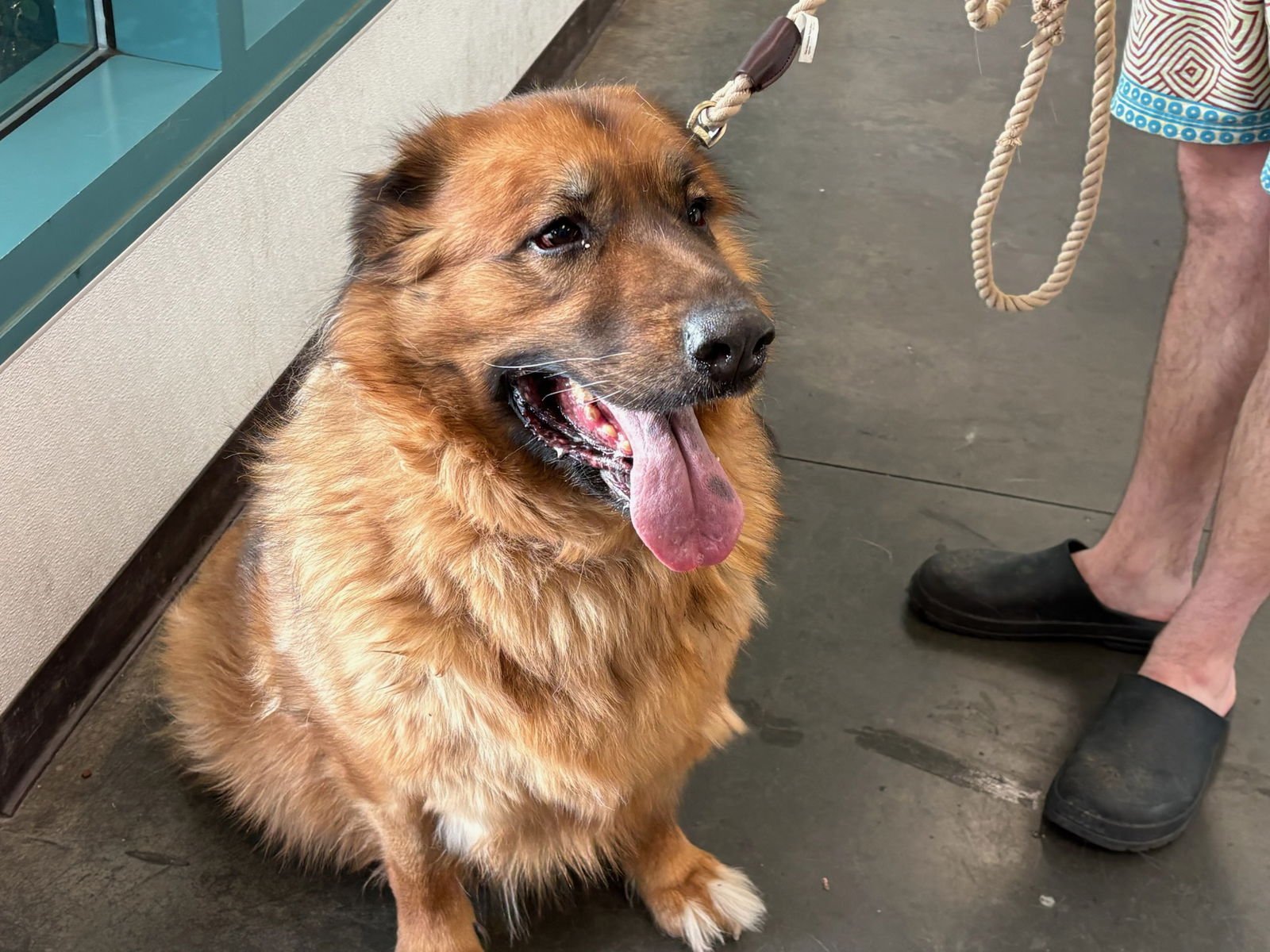 OTTO - Leonberger available for adoption