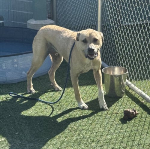 SCRAPPY - Labrador Retriever available for adoption