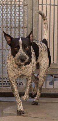 BOB - Photo 1