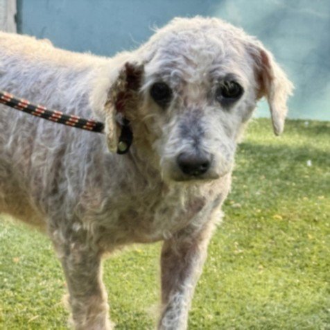 GEO - Maltese / Poodle (Standard) available for adoption
