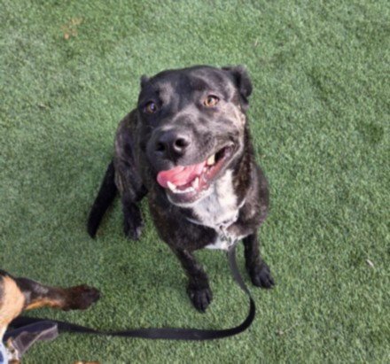 JON HAMM - Pit Bull Terrier available for adoption