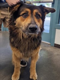 SHAGGY - Photo 1