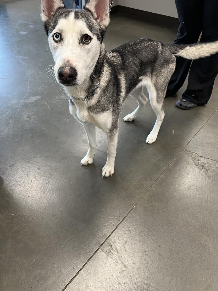 LANI - Siberian Husky available for adoption