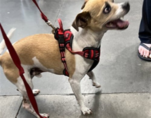 PILI - Chihuahua for adoption in Santa Clarita